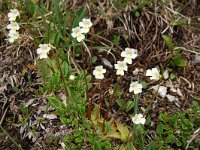 Pinguicula alpina 37, Saxifraga-Harry Jans