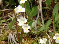 Pinguicula alpina 38, Saxifraga-Harry Jans