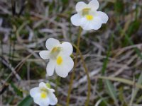 Pinguicula alpina 39, Saxifraga-Ed Stikvoort