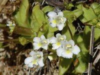 Pinguicula alpina 4, Saxifraga-Jasenka Topic