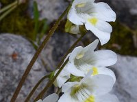 Pinguicula alpina 42, Saxifraga-Harry Jans