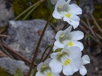 Pinguicula alpina 43, Saxifraga-Harry Jans