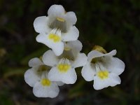 Pinguicula alpina 44, Saxifraga-Harry Jans