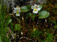 Pinguicula alpina 5, Saxifraga-Ed Stikvoort