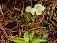 Pinguicula alpina 8, Saxifraga-Ed Stikvoort