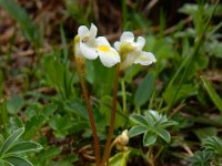 Pinguicula alpina 9, Saxifraga-Ed Stikvoort