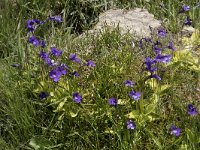 Pinguicula grandiflora 37, Saxifraga-Willem van Kruijsbergen