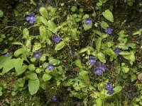 Pinguicula grandiflora 41, Saxifraga-Willem van Kruijsbergen