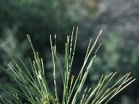 Pinus halepensis 33, Saxifraga-Jan van der Straaten