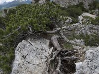 Pinus mugo ssp mugo 21, Saxifraga-Willem van Kruijsbergen