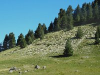 Pinus mugo ssp uncinata 10, Saxifraga-Jan van der Straaten