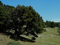 Pinus mugo ssp uncinata 8, Saxifraga-Jan van der Straaten