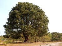 Pinus nigra 23, Zwarte den, Saxifraga-Ed Stikvoort
