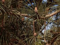 Pinus nigra 25, Zwarte den, Saxifraga-Ed Stikvoort