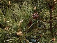 Pinus nigra 27, Zwarte den, Saxifraga-Ed Stikvoort