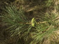 Pinus pinaster, Maritime pine