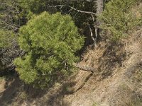 Pinus pinaster 12, Zeeden, Saxifraga-Jan van der Straaten