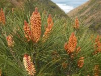 Pinus pinaster 20, Zeeden, Saxifraga-Ed Stikvoort