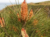 Pinus pinaster 21, Zeeden, Saxifraga-Ed Stikvoort