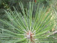 Pinus pinaster 24, Zeeden, Saxifraga-Rutger Barendse