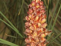 Pinus pinaster 27, Zeeden, Saxifraga-Rutger Barendse