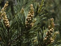 Pinus sylvestris, Scots Pine