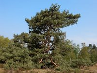 Pinus sylvestris 60, Grove den, Saxifraga-Ed Stikvoort