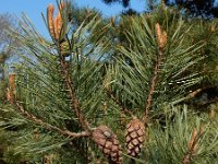 Pinus sylvestris 64, Grove den, Saxifraga-Ed Stikvoort