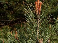 Pinus sylvestris 66, Grove den, Saxifraga-Ed Stikvoort