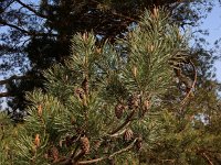 Pinus sylvestris 67, Grove den, Saxifraga-Ed Stikvoort