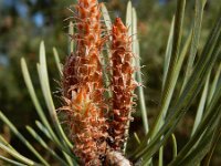 Pinus sylvestris 69, Grove den, Saxifraga-Ed Stikvoort