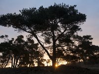 Pinus sylvestris 73, Grove den, Saxifraga-Jan Nijendijk