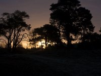 Pinus sylvestris 74, Grove den, Saxifraga-Jan Nijendijk