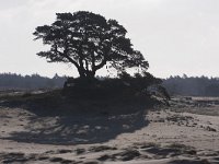 Pinus sylvestris 76, Grove den, Saxifraga-Jan Nijendijk