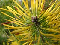 Pinus sylvestris 78, Grove den, Saxifraga-Tom Heijnen