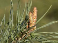 Pinus sylvestris 79, Grove den, Saxifraga-Tom Heijnen