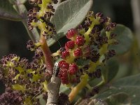 Pistacia lentiscus 11, Saxifraga-Willem van Kruijsbergen