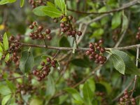 Pistacia lentiscus 12, Saxifraga-Jan van der Straaten