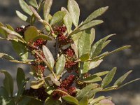 Pistacia lentiscus 14, Saxifraga-Jan van der Straaten