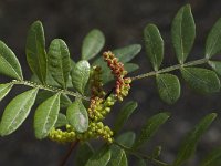 Pistacia lentiscus 19, Saxifraga-Willem van Kruijsbergen