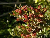 Pistacia lentiscus 25, Saxifraga-Jan van der Straaten