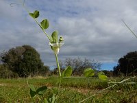 Pisum sativum 13, Erwt, Saxifraga-Ed Stikvoort