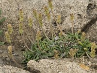 Plantago almogravensis 2, Saxifraga-Willem van Kruijsbergen