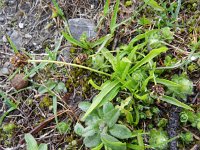 Plantago alpina 10, Saxifraga-Rutger Barendse