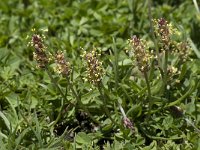 Plantago alpina 3, Saxifraga-Willem van Kruijsbergen