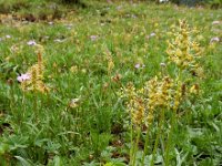 Plantago alpina 4, Saxifraga-Ed Stikvoort