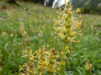 Plantago alpina 5, Saxifraga-Ed Stikvoort