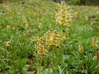 Plantago alpina 6, Saxifraga-Ed Stikvoort