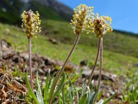 Plantago alpina 7, Saxifraga-Ed Stikvoort