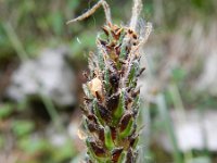 Plantago alpina 8, Saxifraga-Rutger Barendse